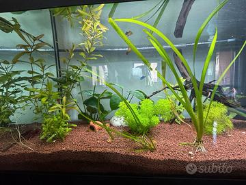 Acquario 100cm x 30cm