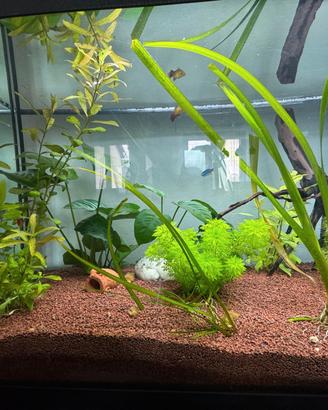 Acquario 100cm x 30cm