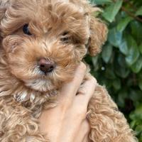 Barboncino mini toy fulvo