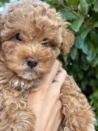 Barboncino mini toy fulvo