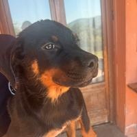 Cucciola Rottweiler