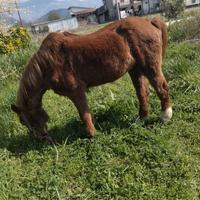 Cavalla femmina
