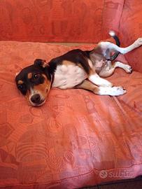 Cucciola meticcia