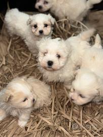Maltipoo mini toy