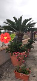 Vend. 3 CYCAS (due grandi una meno grande)
