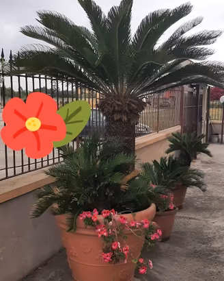 Vend. 3 CYCAS (due grandi una meno grande)