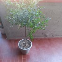 Albero di Limone  Caviale 