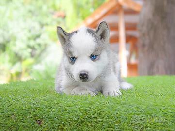 Cucciola di Siberian Husky disponibile