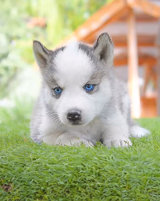 Cucciola di Siberian Husky disponibile