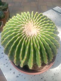 Echinocactus Grusonii Inermis 
