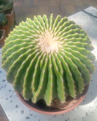 Echinocactus Grusonii Inermis 