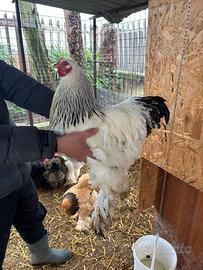 Gallo brahama Columbia