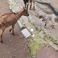 Capra più cucciolo o due cuccioli
