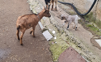 Capra più cucciolo o due cuccioli