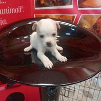 Chihuahua mini toy maschio