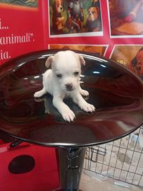 Chihuahua mini toy maschio