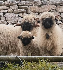 Coppia riproduttiva pecore naso nero del vallese
