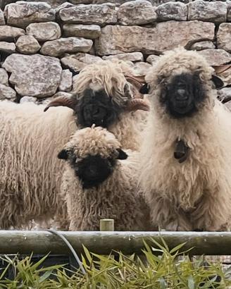 Coppia riproduttiva pecore naso nero del vallese