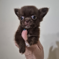 Chihuahua femmine mini mini