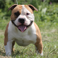 American Bully per monta