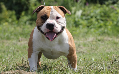 American Bully per monta