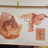 Poster didattico anatomia e genitali femminili