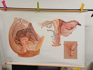 Poster didattico anatomia e genitali femminili