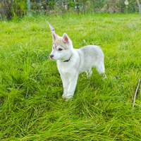 Siberian Husky 3 mesi Pedigree e Vaccinazioni