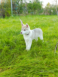 Siberian Husky 3 mesi Pedigree e Vaccinazioni