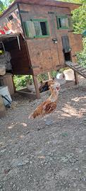 Galline