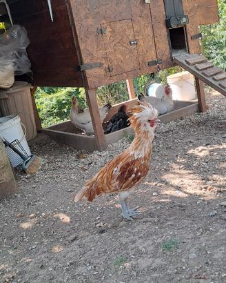Galline