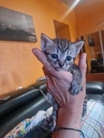 Gattini