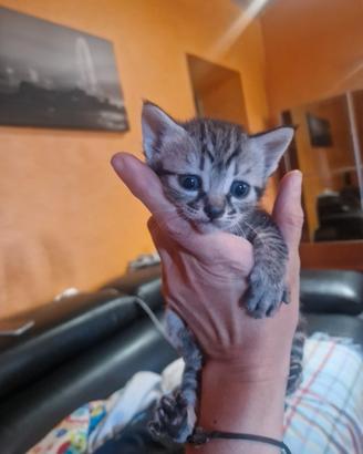 Gattini