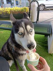 Husky Siberiano