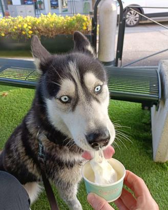 Husky Siberiano