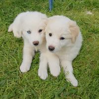 Cucciolo taglia grande