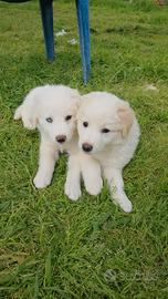 Cucciolo taglia grande