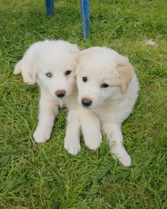 Cucciolo taglia grande