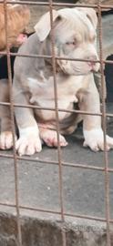 American bully