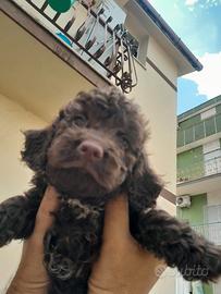 Cuccioli lagotto romagnolo
