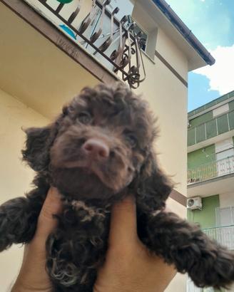 Cuccioli lagotto romagnolo