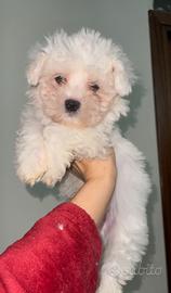 Maltese