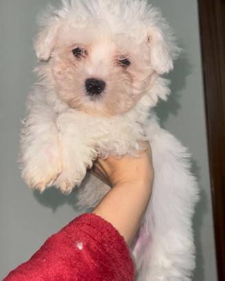 Maltese
