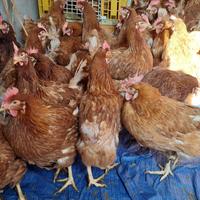 Galline