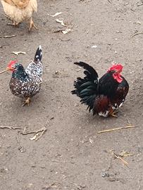 Galline nane Nagasaki