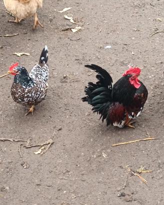 Galline nane Nagasaki