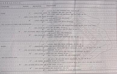 Ultimi Cuccioli di ROTTWEILER