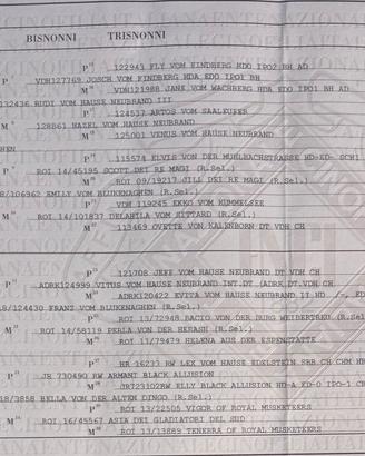 Ultimi Cuccioli di ROTTWEILER