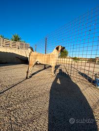 Kangal per monta