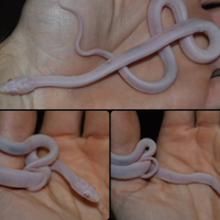 Serpente del grano - "Scaleless Snow"